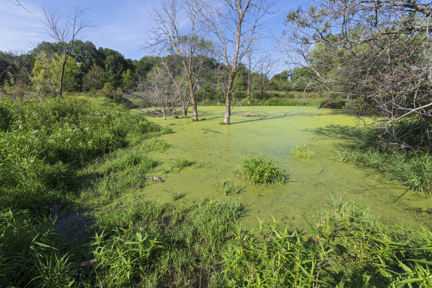 fen