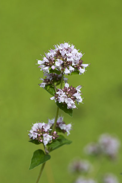 oregano