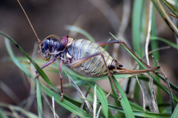 katydid