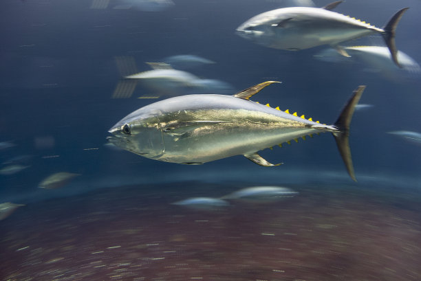 tuna