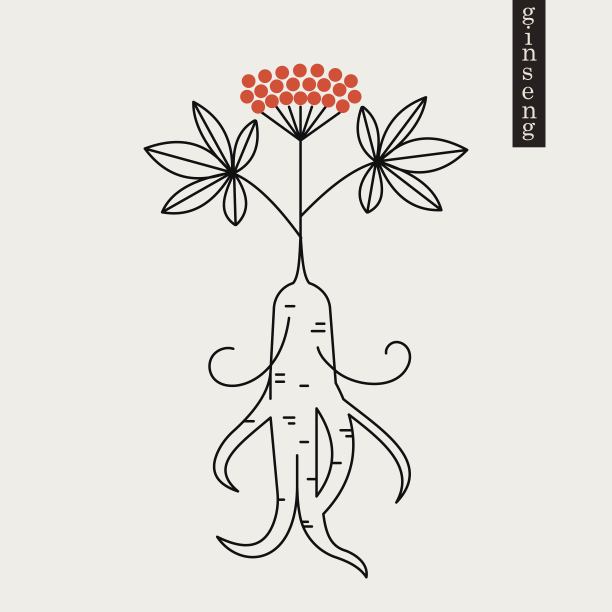 人参中药材插画