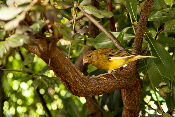 canary