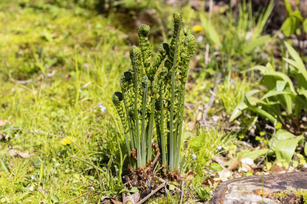 fiddlehead