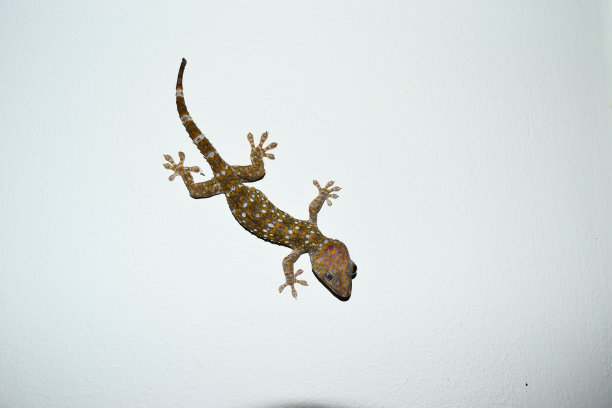 phelsuma