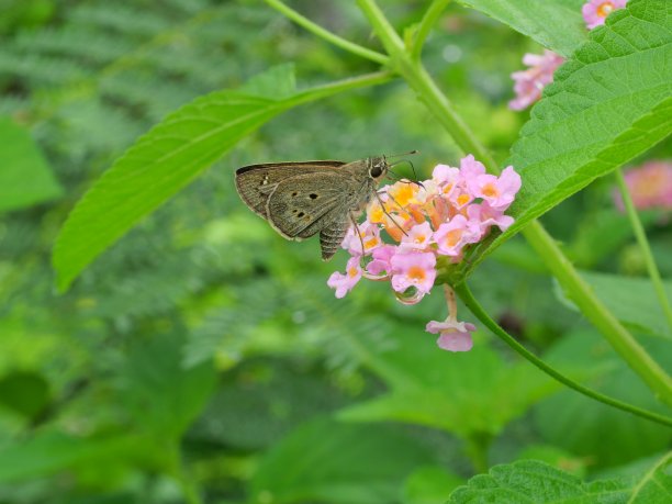 lantana