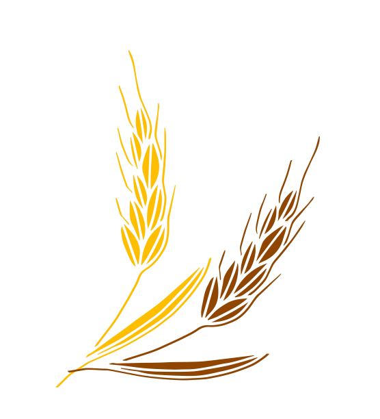 秋天金秋农业产品农场水稻小麦