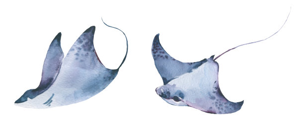 stingray
