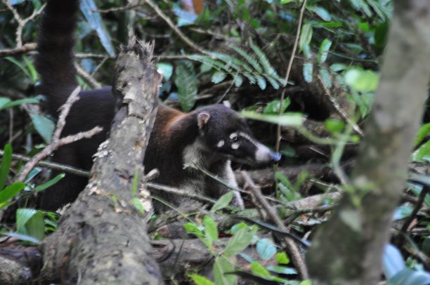 coatimundi