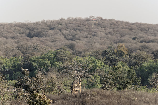 orchha