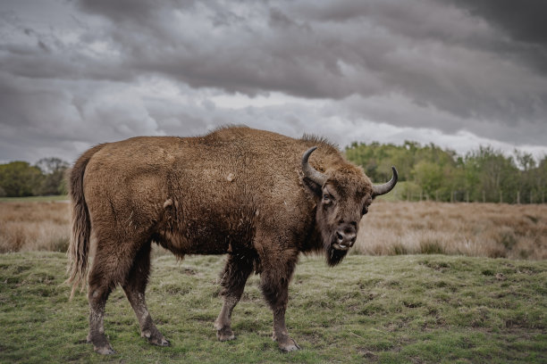 bison