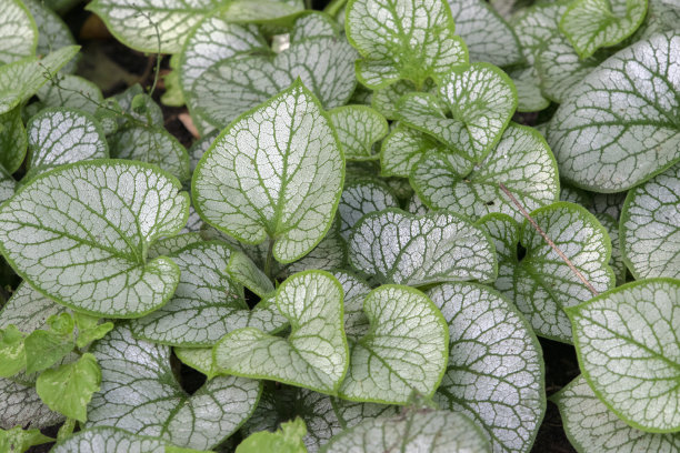 brunnera