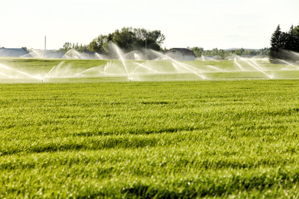 irrigation