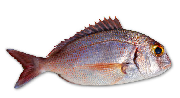 snapper