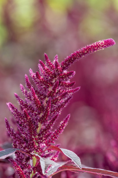 gomphrena