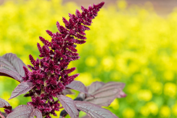 gomphrena