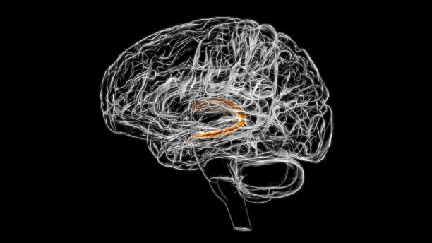 medulla