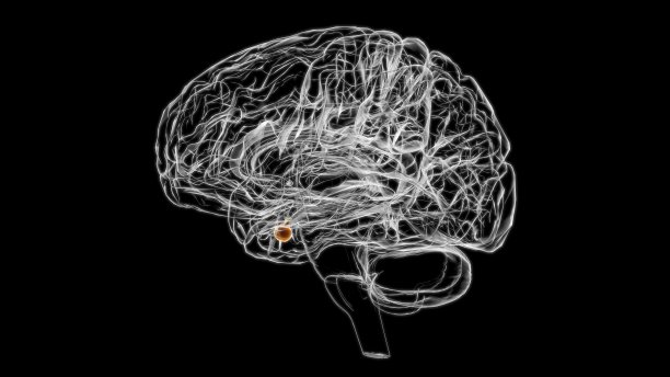 medulla