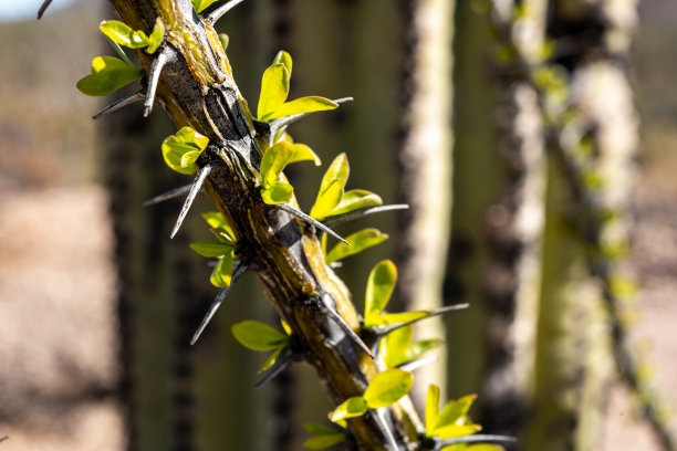 ocotillo