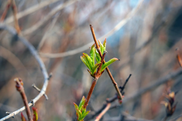twig
