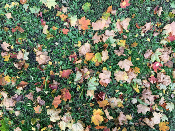 多彩秋季枫叶无缝图案