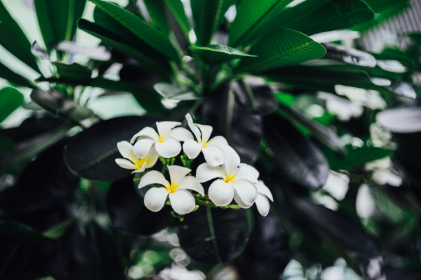 热带森林中的花朵，泰国
