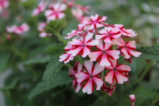 verbena