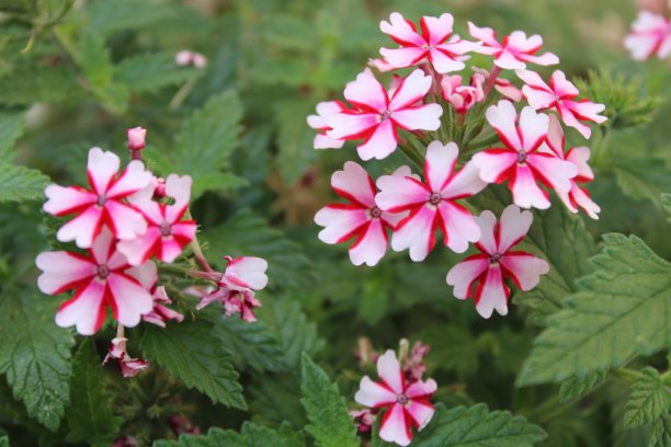 verbena
