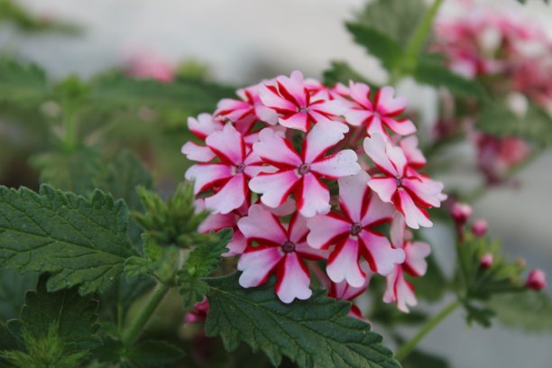verbena