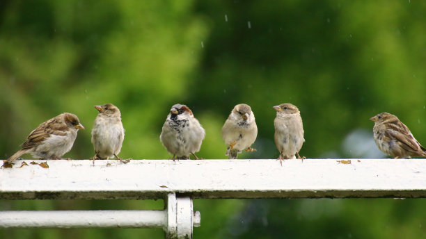 sparrow