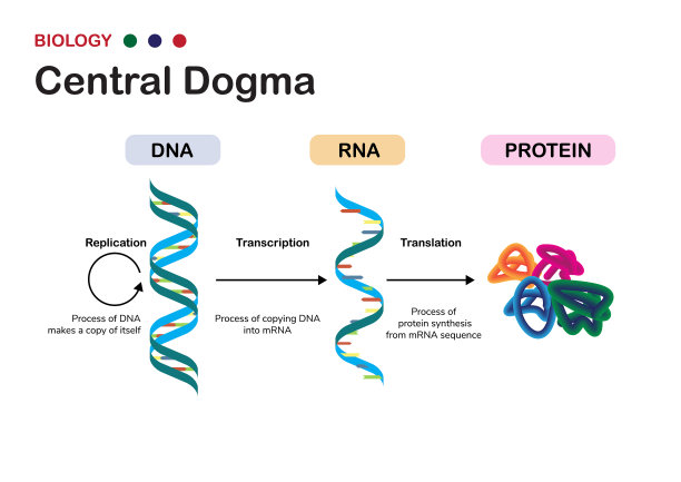 rna