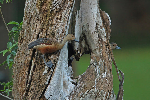 dendrocygna