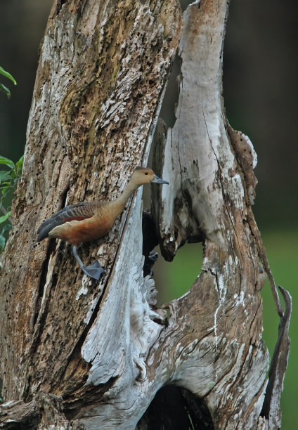 dendrocygna