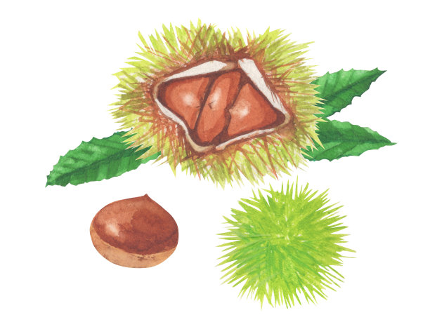 chestnut