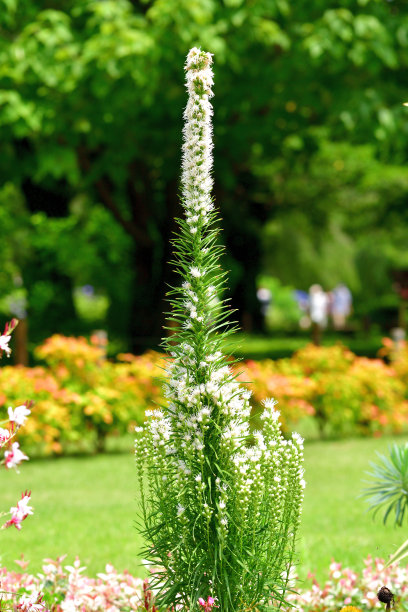 liatris
