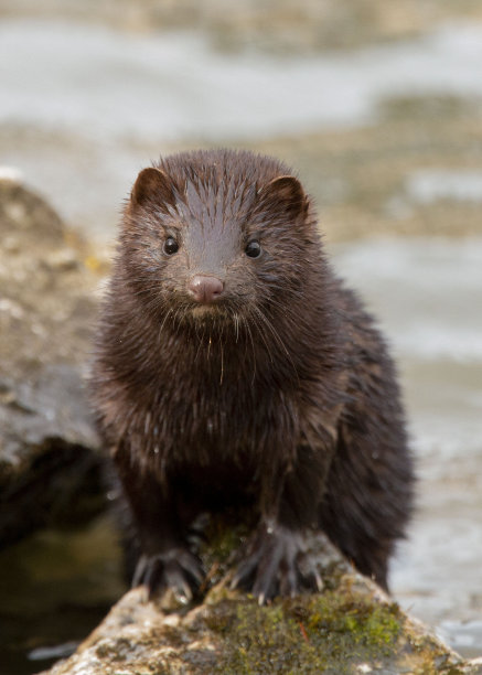 mustela