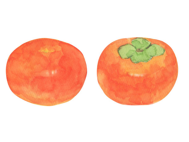 柿子插画手绘