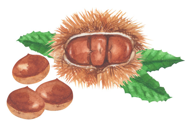 chestnut