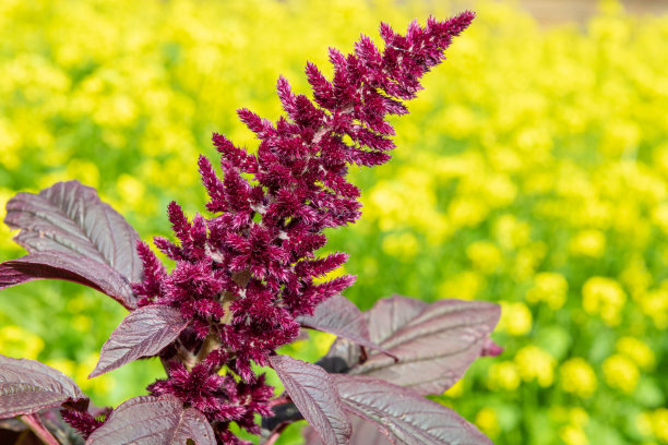 gomphrena