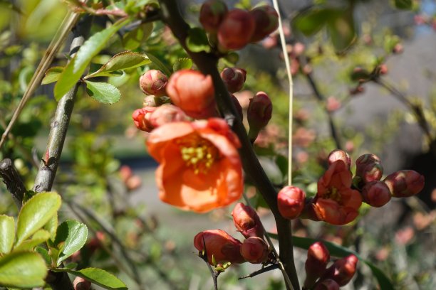 chaenomeles