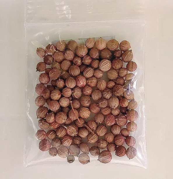 cilantro