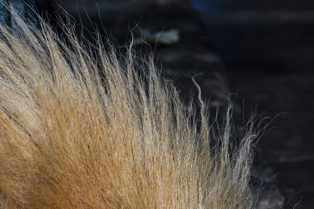 hairs