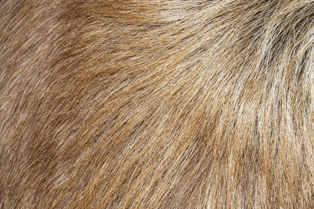 hairs