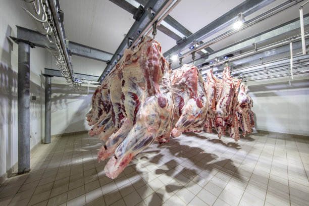 lamb