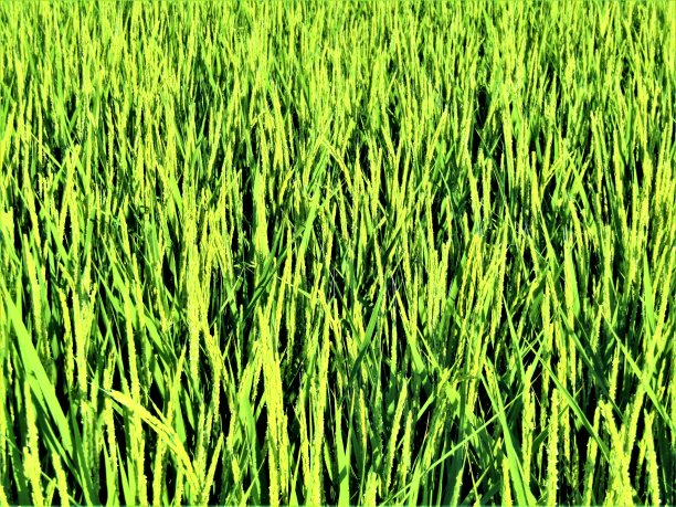 名画绿色稻田