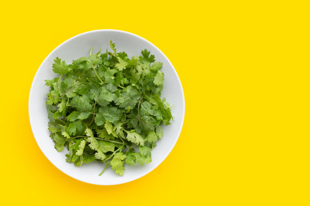 cilantro