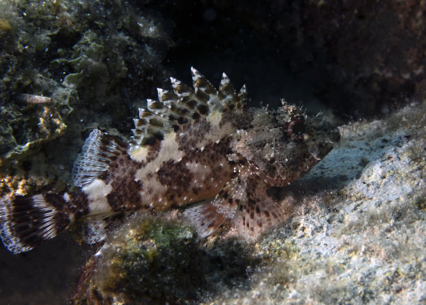 pterois
