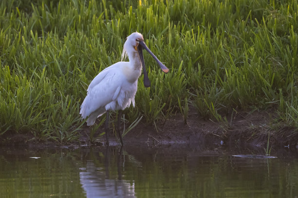 spoonbill