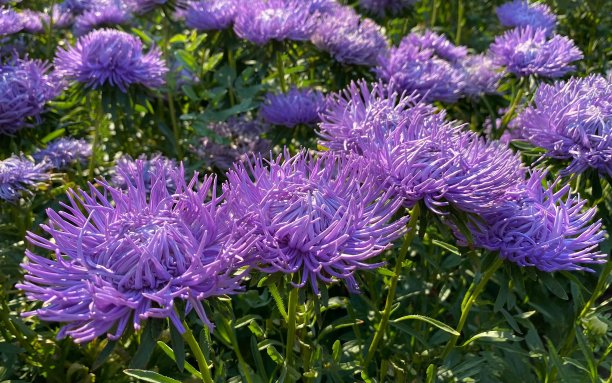 aster