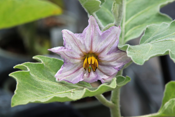 solanum