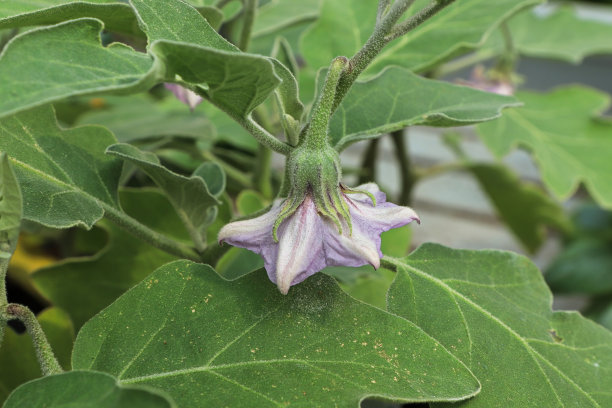 solanum
